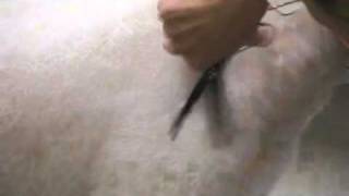 Super Styling Session Tips Scissoring Techniques in Pet Grooming [upl. by Atinele127]