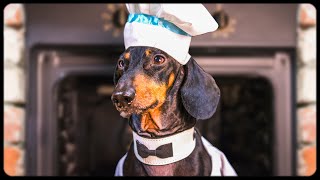 Dog  Master Chef Funny animal video [upl. by Eltrym266]