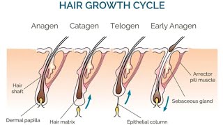 Trichology Hair growth cyclePhases of hairhair TTheory of hair [upl. by Gillman]