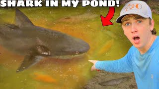 I Caught a Shark in My Pond [upl. by Alla]