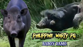 PHILIPPINE WARTY PIG  SUS PHILIPPENSIS  BABOY DAMO [upl. by Marge]