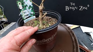 Repotting My Cotoneaster and Gardenia Part 2 The Bonsai Zone March 2022 [upl. by Etnuahc]