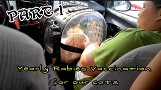 PART 1■》 YEARLY RABIES VACCINATION FOR OUR CATS [upl. by Melas]