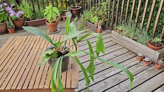 Platycerium bifurcatum  Staghorn fern August 2024 [upl. by Einnov]