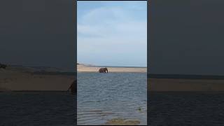 A Wild Elephant 🦣 Partly Submerged in Yala Reserve – Breathing in Mystery and Beauty of Sri Lanka’s [upl. by Chee]