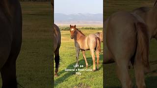 Lot 4 sells August 17 2024 at our ranch in Wells Nevada [upl. by Quintina648]