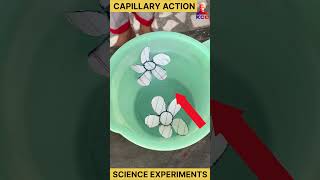 capillary action  easy science experiments experiment science physics [upl. by Otrebile]