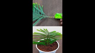 How to Propagate Thuja Plant In A Thuja Cutting [upl. by Hermosa49]