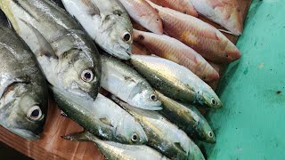 5 Nov2024 நமது🐠 MS KUMARI FISH MART🐠ல் இன்றைய மீன்களின் வரவுmskumarifish fishing fish newshop [upl. by Wayne]