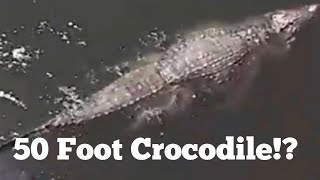 50 Foot Crocodiles Sighted at Sea [upl. by Chara]