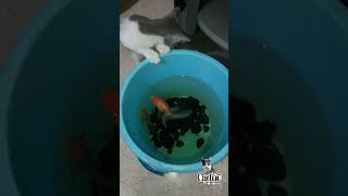 Kitten Playing With Golden Fish [upl. by Leaj476]