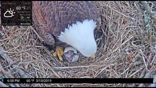 Baby Eagle  eaglet  Hatch Day [upl. by Rudin]