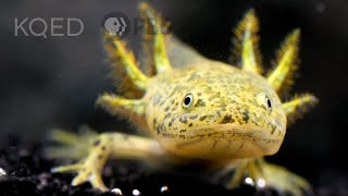 The Axolotl Salamander Doesn’t Wanna Grow Up  Deep Look [upl. by Patrich246]