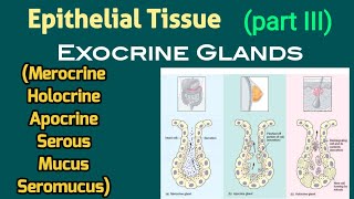 Chapter 57 Sweat Glands BIO201 [upl. by Fine]