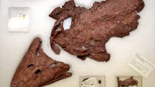 The return of Tiktaalik the fish with legs [upl. by Hayilaa]