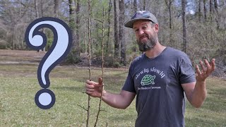 Why Your Fruit Trees are Growing Slow And 4 EASY Steps To Fix It [upl. by Ennairak574]