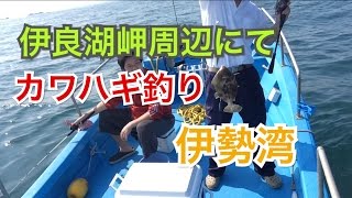 【伊勢湾】伊良湖周辺にてカワハギ釣り [upl. by Ethbin]