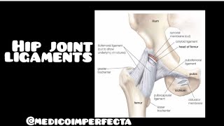 Ligaments of hip joint medical anatomy [upl. by Burleigh147]