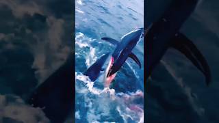 Tiburón ARREBATA pez ATÚN a PESCADORES 😱🦈 [upl. by Ynamrej916]