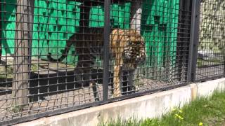 2012年5月20日 釧路市動物園 アムールトラ リング [upl. by Anyalram]