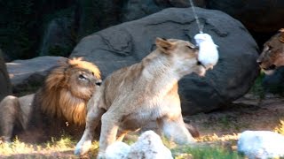 Lions Jump for Zip Line Treats [upl. by Dekeles]