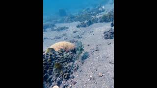 Cowfish attacked by Damselfish  Zamboanguita Philippines scubadiving scuba fish philippines [upl. by Rothschild]