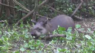 Tapir Tapirus terrestris [upl. by Gemmell980]