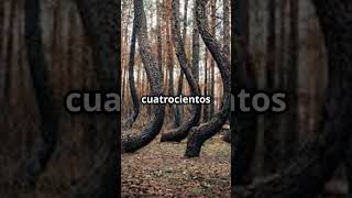 El Bosque Torcido ¡El Misterio Retorcido de la Naturaleza historia [upl. by Rives]