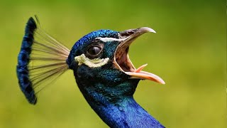 Peacock Sounds  Noises  Interesting Peacock Facts  Real Peacock dance  Animal Kingdom [upl. by Brackett]