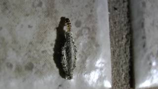 Household Casebearer Moth Larvae Phereoeca uterella Larva Polilla de la Ropa [upl. by Shalom]