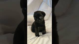 puggle pug cutepet pugglelife cutepuppy loveamorusamexico carlino doglover dog doggie [upl. by Jola]