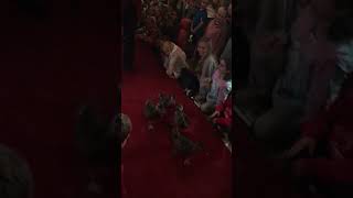 The Peabody Ducks peabodyducks memphis [upl. by Rojas]