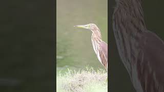 Pond Heron pondheron herons waterbirds birds [upl. by Hsepid]