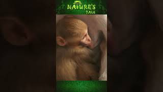 Mating Behavior of Rhesus Monkeys  How Monkey Copulate  Breeding Season  Mate shorts [upl. by Esiuole]