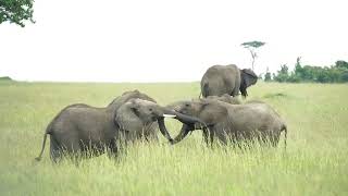 Elephant Diaries Ep 3  The Elephantine Morning Ritual [upl. by Chace]