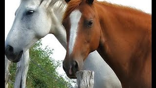 Lenguaje Corporal y Gestual De los Caballos  TvAgro por Juan Gonzalo Angel [upl. by Oralle]