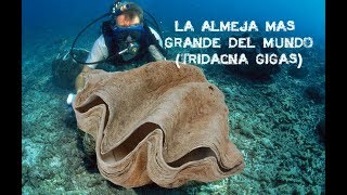 LA ALMEJA GIGANTE LA MAS GRANDE DEL MUNDO TRIDACNA GIGAS [upl. by Rozelle]