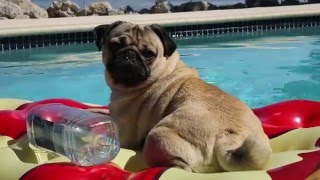 Spring Break  Doug The Pug [upl. by Lyle789]