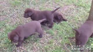 Ninhada de Labrador Retriever de 2 de fevereiro 2019 [upl. by Drofkcor]