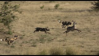 Wild dogs Hunting Waterbuck [upl. by Marguerite618]