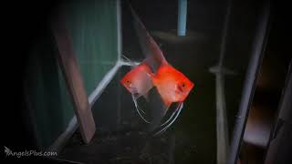 Sunset Angelfish Breeding Pair 3390 [upl. by Ethbun]