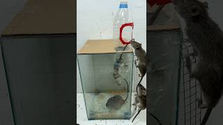 Rat trap Make a hole in the plastic bottle for the mouse to enter the trap shoprts rattrapmouse [upl. by Retepnhoj94]