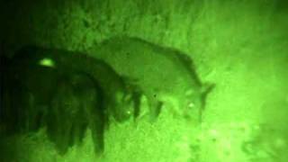 NightHogscom night vision wild boar hog hunting [upl. by Julia]