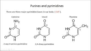 purine and pyrimidine structures in 2 minutes [upl. by Enomsed]