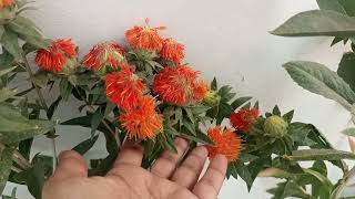 How to care Safflower plant  American Saffron plant  Safflower oil benefits  Kusum [upl. by Gipsy]