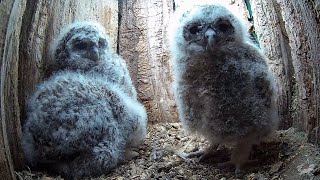 Wild Tawny Owls Adopt Once More  Luna amp Bomber  Robert E Fuller [upl. by Eissirhc]