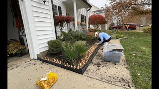 Planting Tulip bulbs saving Caladium bulbs and potting up propagations🌷 [upl. by Marino]