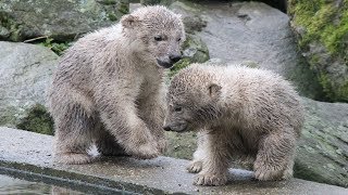 IJsbeer jongen  Polar Bear Cubs  Dierenrijk 2019 [upl. by Nigem]