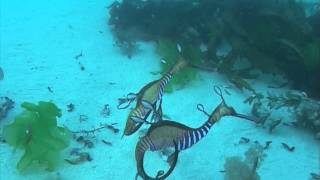 Weedy Sea Dragon Courtship [upl. by Etnahsal]