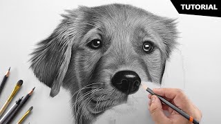 How to Draw a Realistic Dog  Tutorial for BEGINNERS [upl. by Eceinhoj]